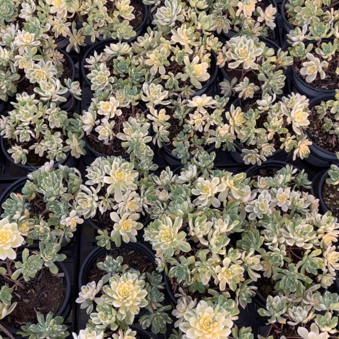 【闪购商品】爱尔兰薄荷锦