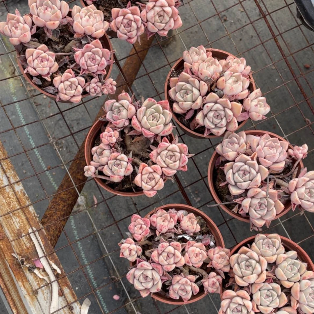 【闪购商品】红粉佳人