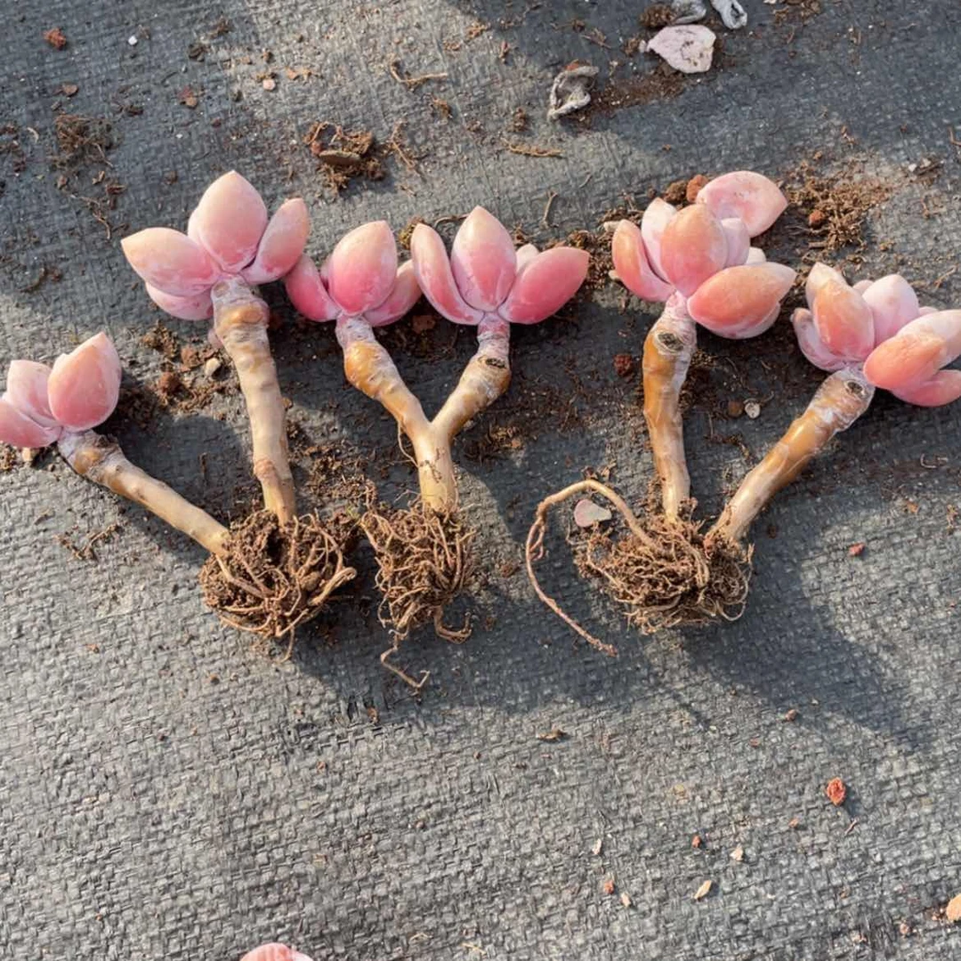 【闪购商品】桃爽三颗