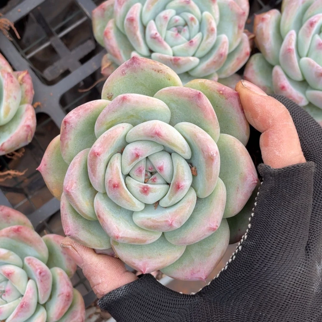 【闪购商品】白拉糖