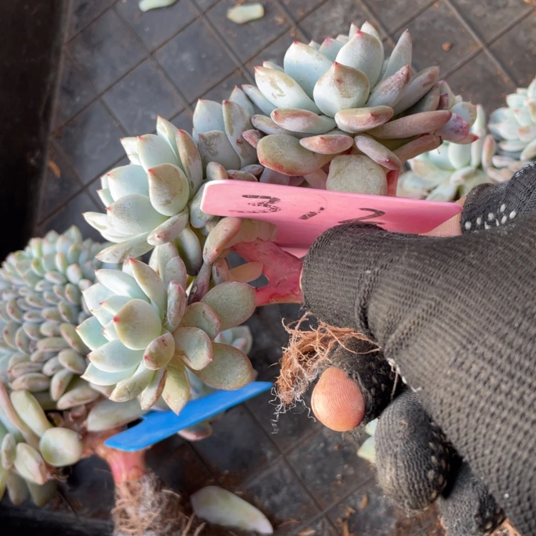 【闪购商品】安*仙橙子朵朵312