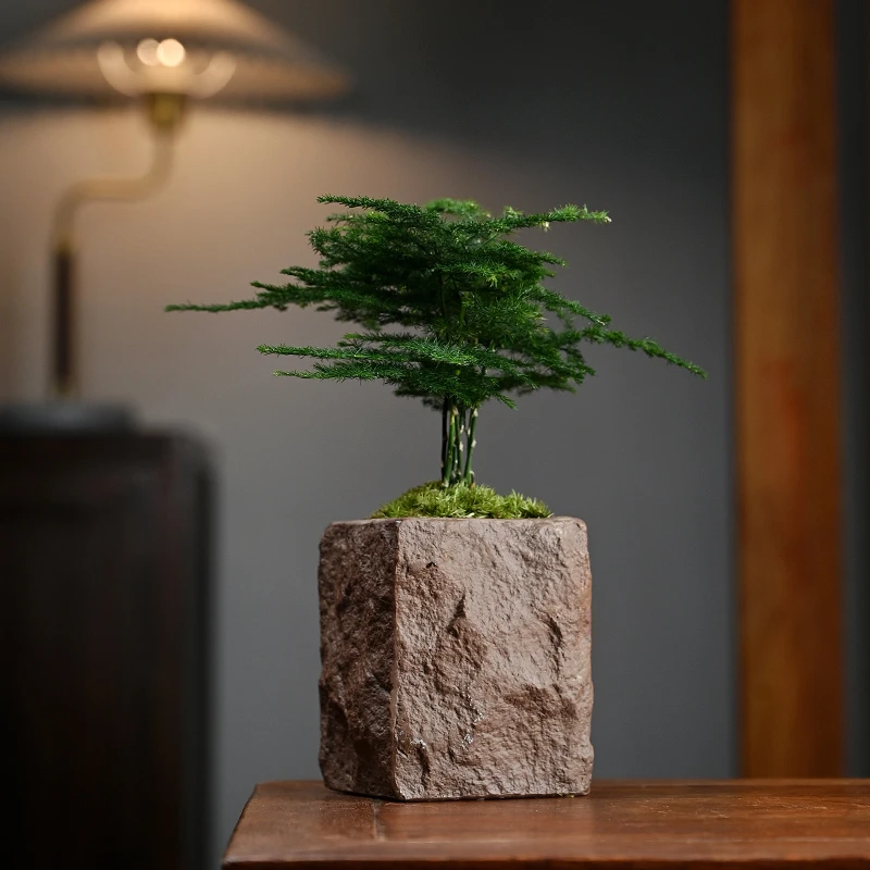 文竹盆栽罗汉松室内绿植桌面植物客厅小盆景好养植物