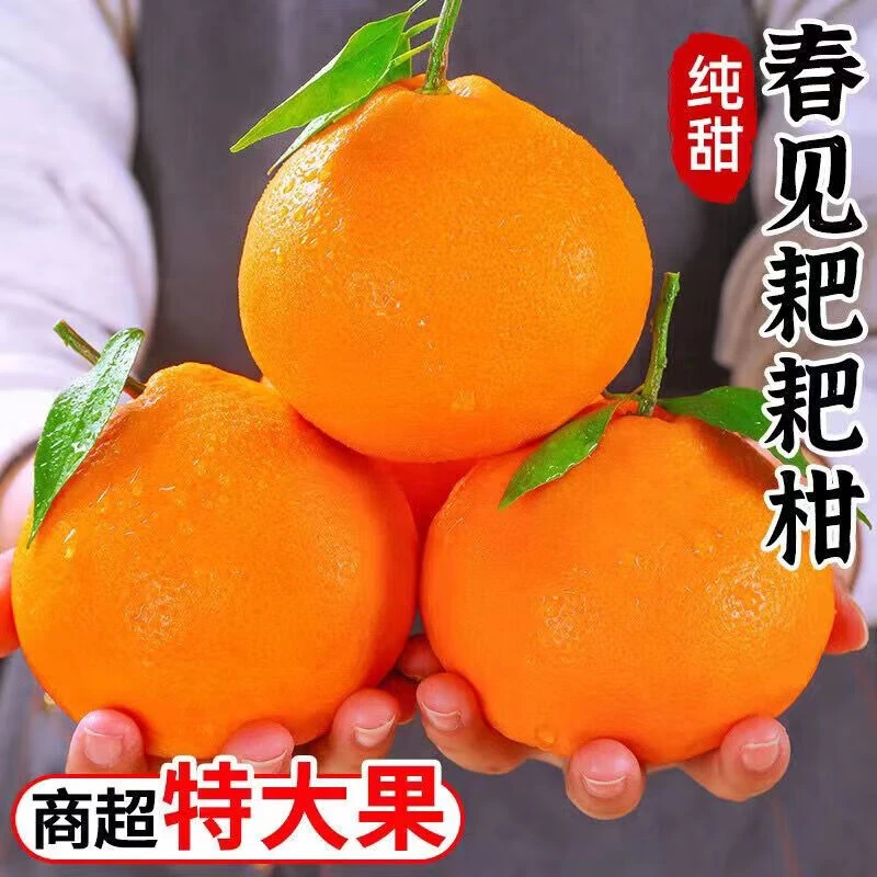 【现摘现发】四川正宗春见耙耙柑1-9斤不知火丑橘新鲜大果爆汁水果