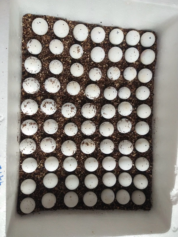 原种佛公配野后母1