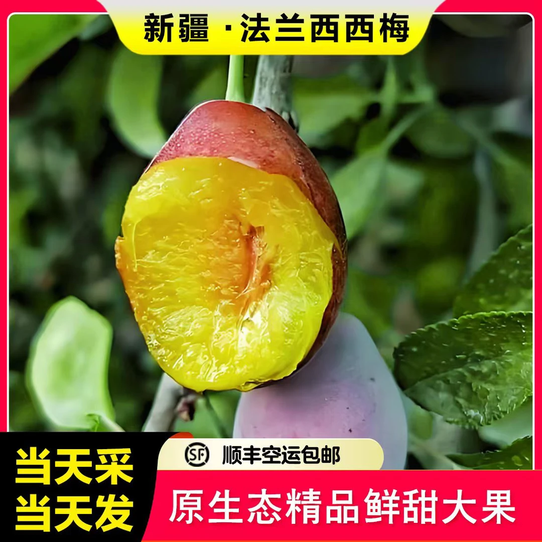 新疆西梅水果【顺丰空运包邮】正宗喀什法兰西大果现采现发新鲜多汁