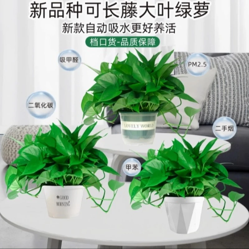 绿萝盆栽XH时尚手镯赠黑卡D71水培绿植花卉长藤绿萝