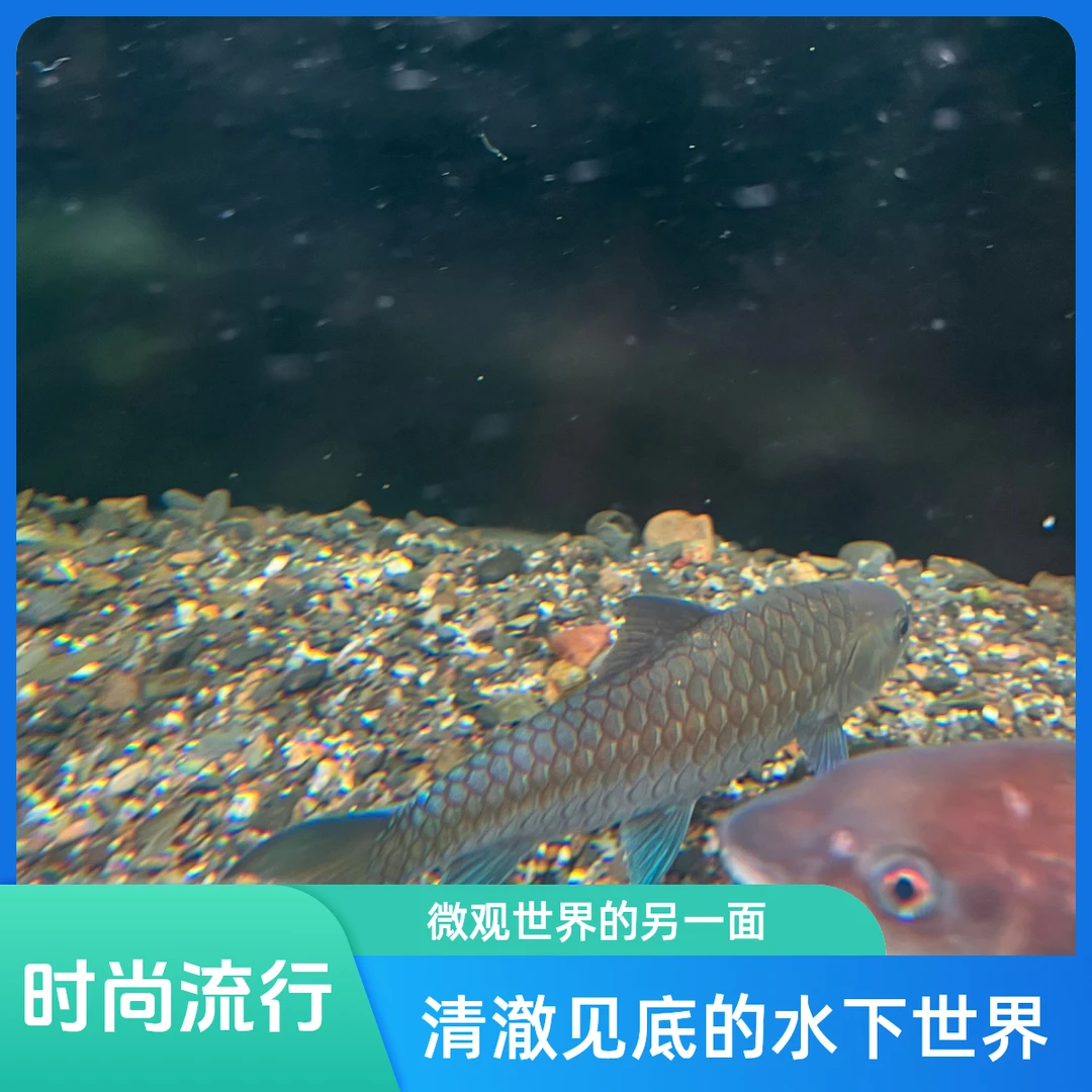 清水河保山/中国结鱼/正宗大坝异口三条活体鱼包邮包活