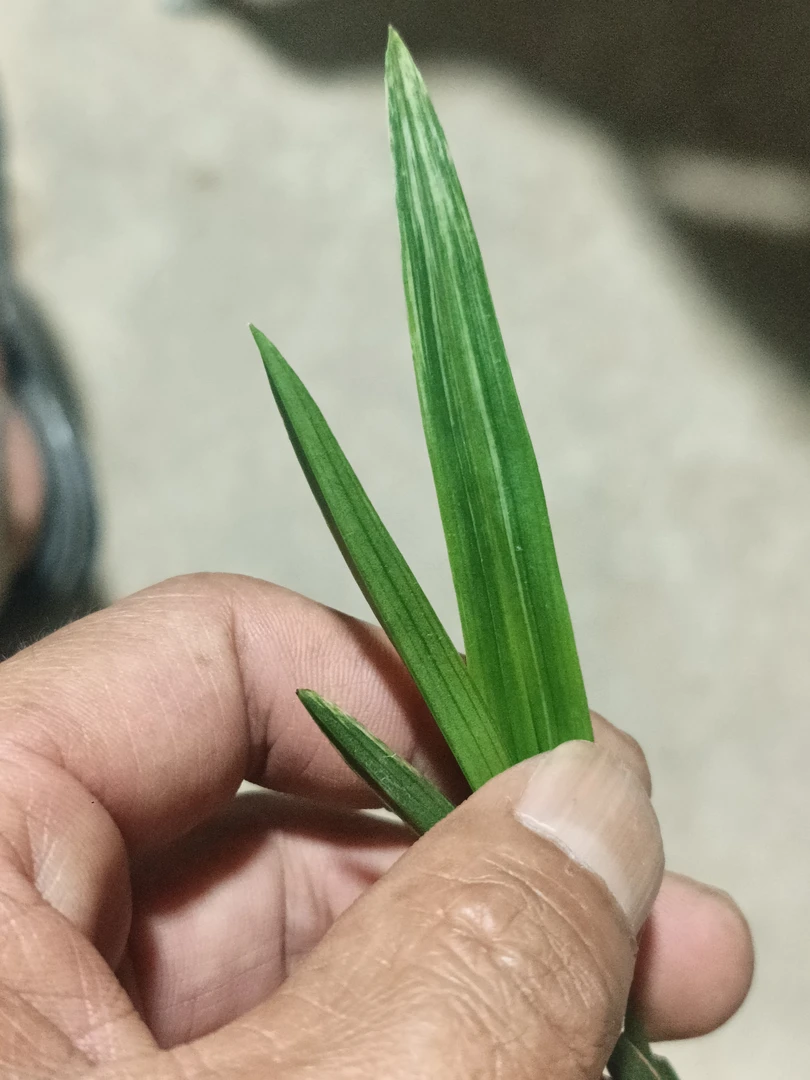 绿兰资源水晶搞艺