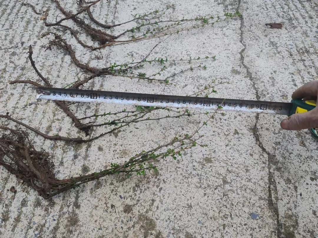 两年阳雀花苗，耐寒耐干旱可以吃的花