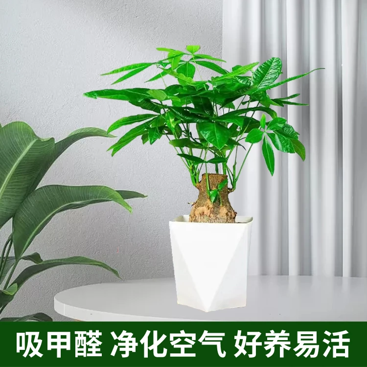 老桩粗大简单易养发财树室内绿植水培种植大象腿发财树办公室盆栽