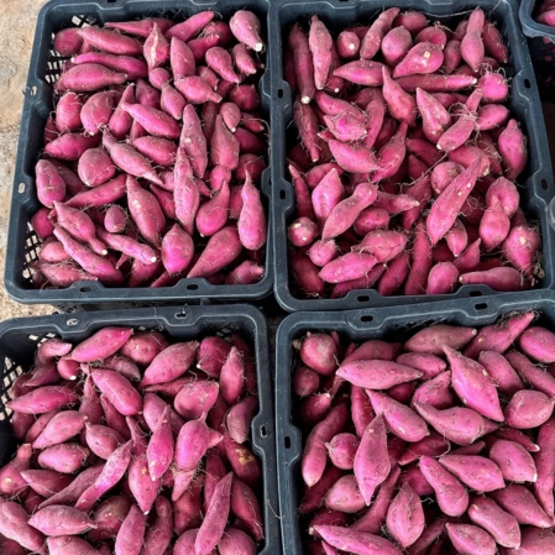 桥头富硒地瓜宝宝果