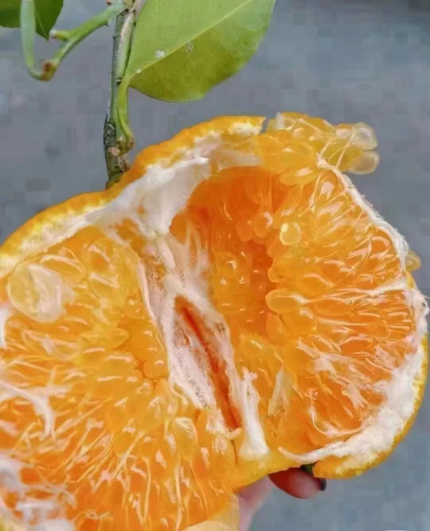 寸金地春见耙耙柑，很甜爆汁易剥