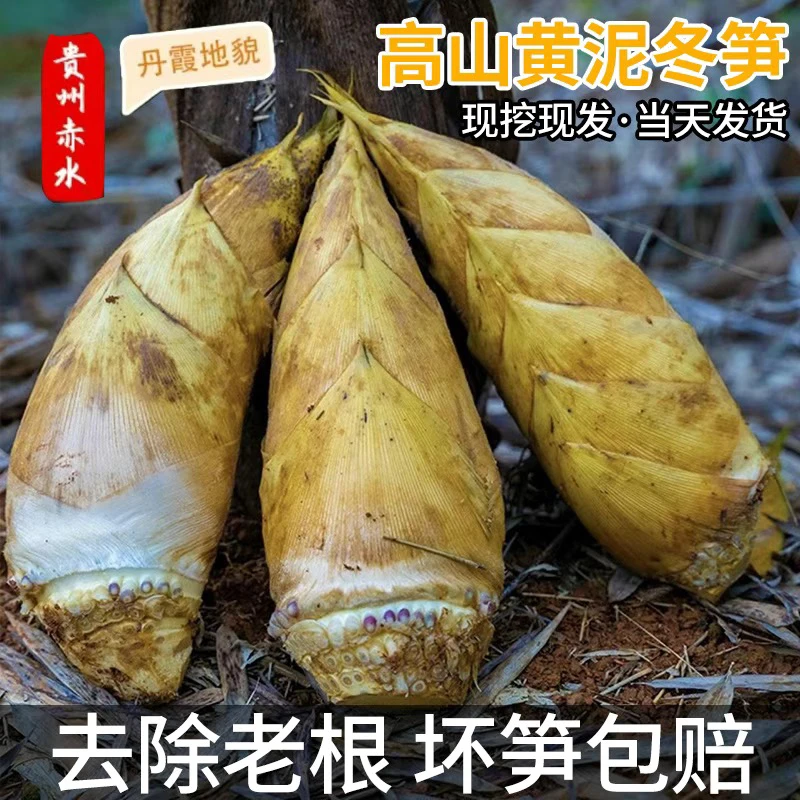 贵州赤水现挖现发新鲜冬笋高山黄泥笋野生竹笋农产正宗冬笋
