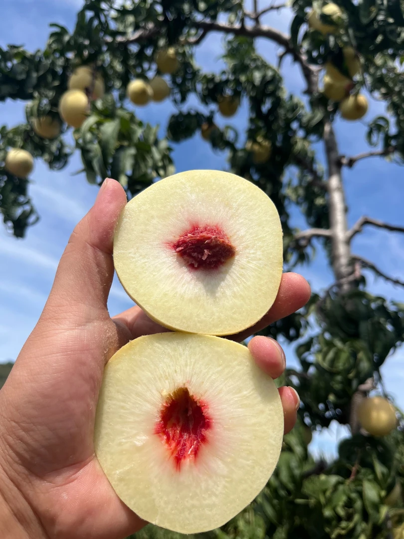 {顺丰包邮} 新鲜水映霜红冬桃秋脆桃纯甜无酸 3/5斤现摘香甜