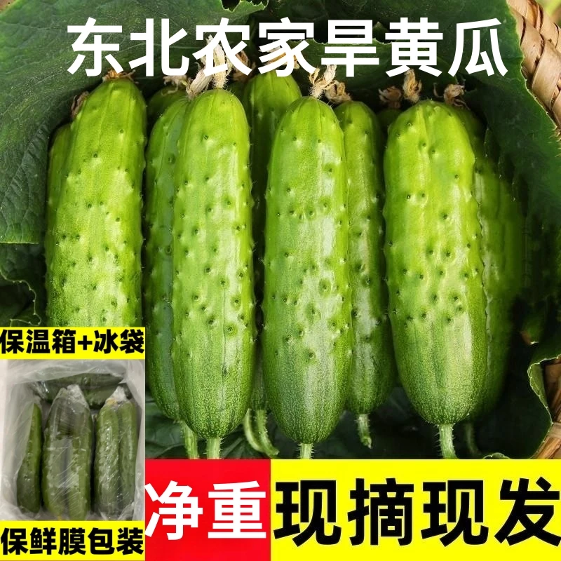 正宗东北绿心旱黄瓜新鲜现摘水果小黄瓜生吃脆甜孕妇蔬菜脆嫩青瓜