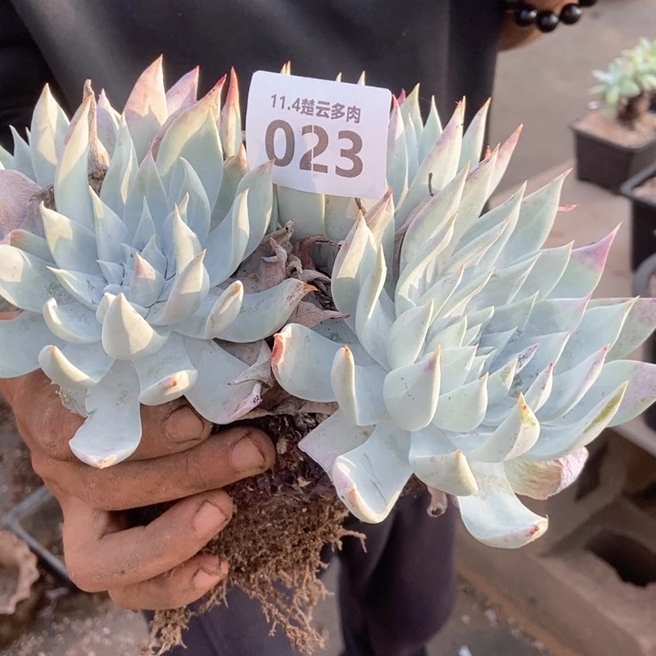 C****y023啦啦啦啦啦了啦啦啦啦