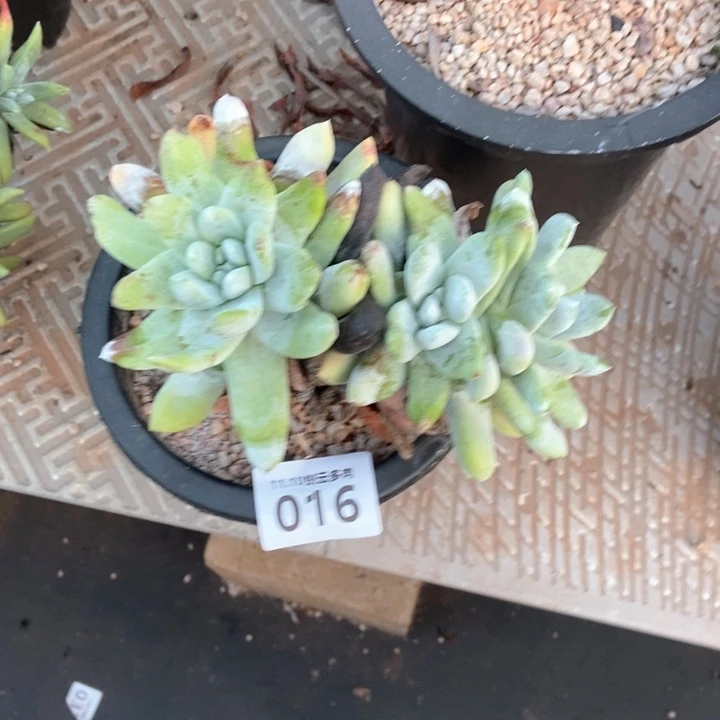 空*016多肉植物啦啦