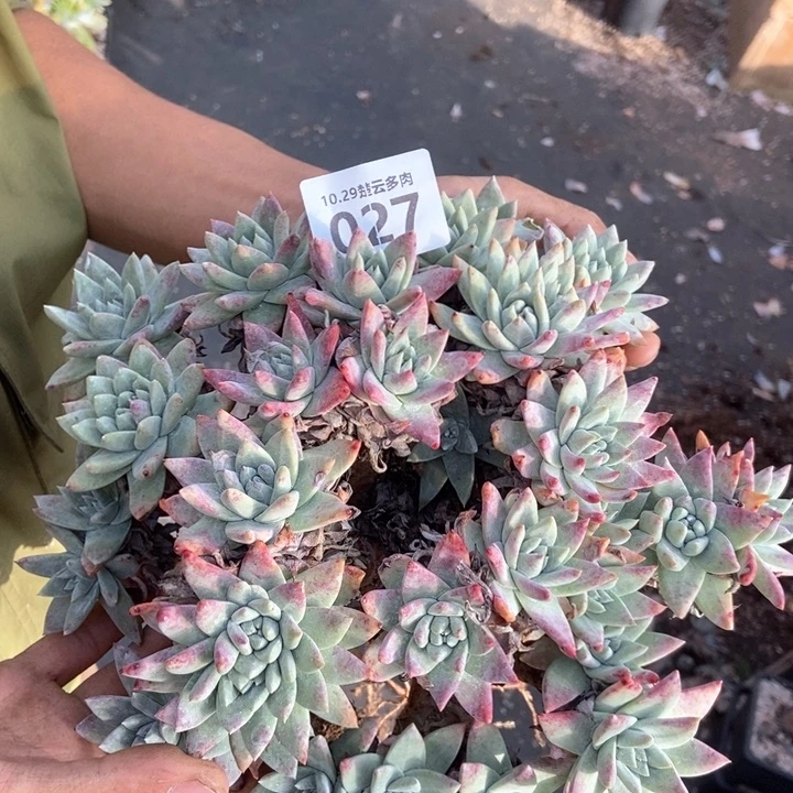 随***^027啦啦啦啦啦啦啦