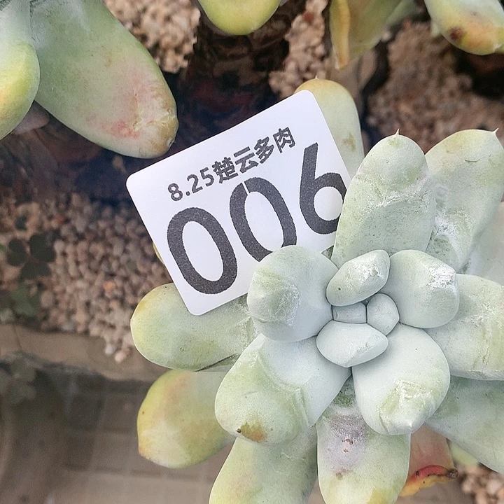 柠*甜专拍啦啦啦啦啦