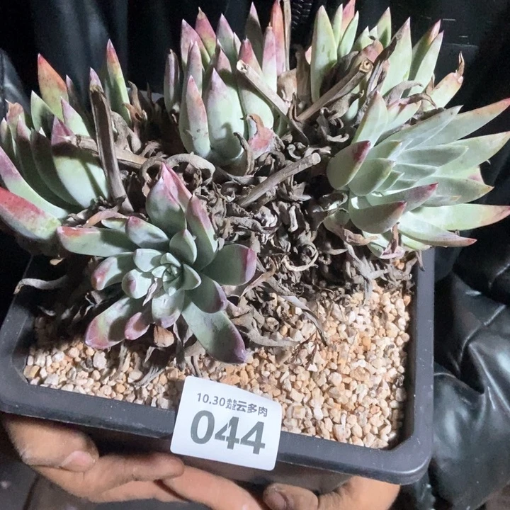 风**淡044啦啦啦啦啦啦啦啦