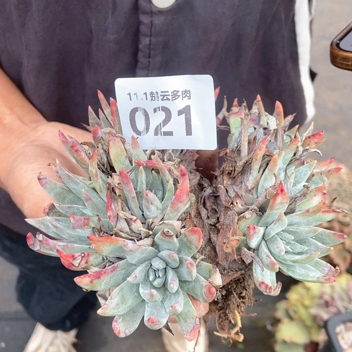 石*源021啦啦啦啦