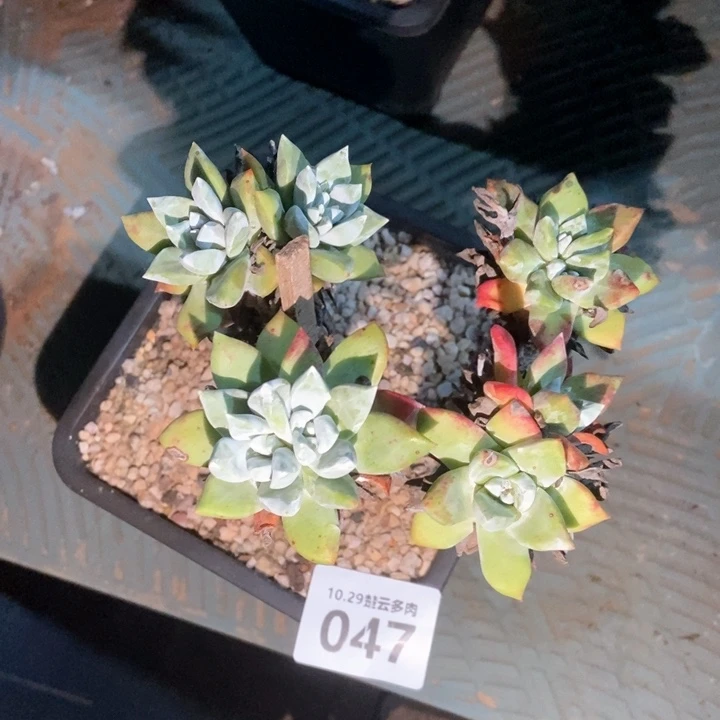 黄**姐047专拍苹果叶