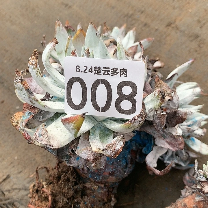 活****看处理啦啦啦啦啦