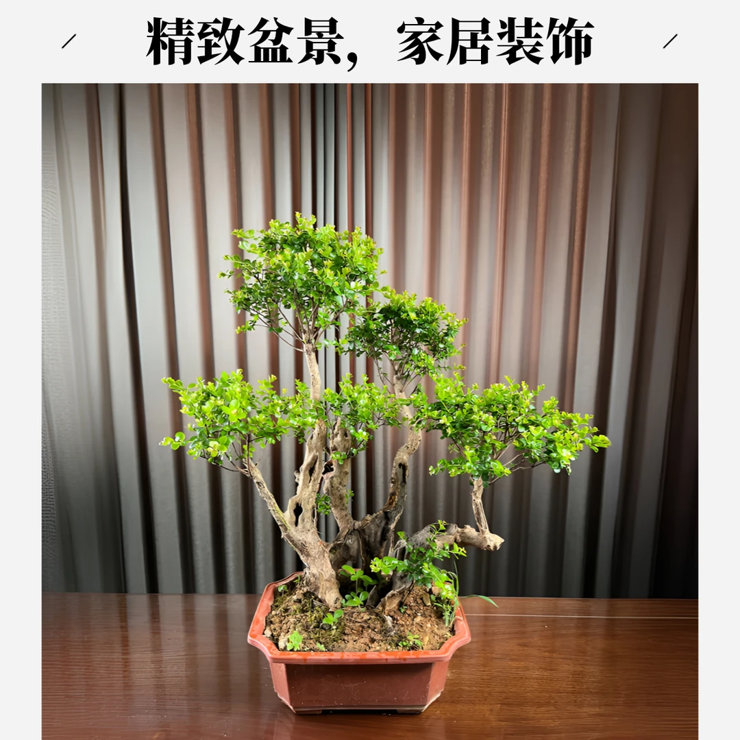 赤楠老桩小叶精品盆景金弹子紫薇对节白蜡榆树乌饭水杨梅园艺花卉