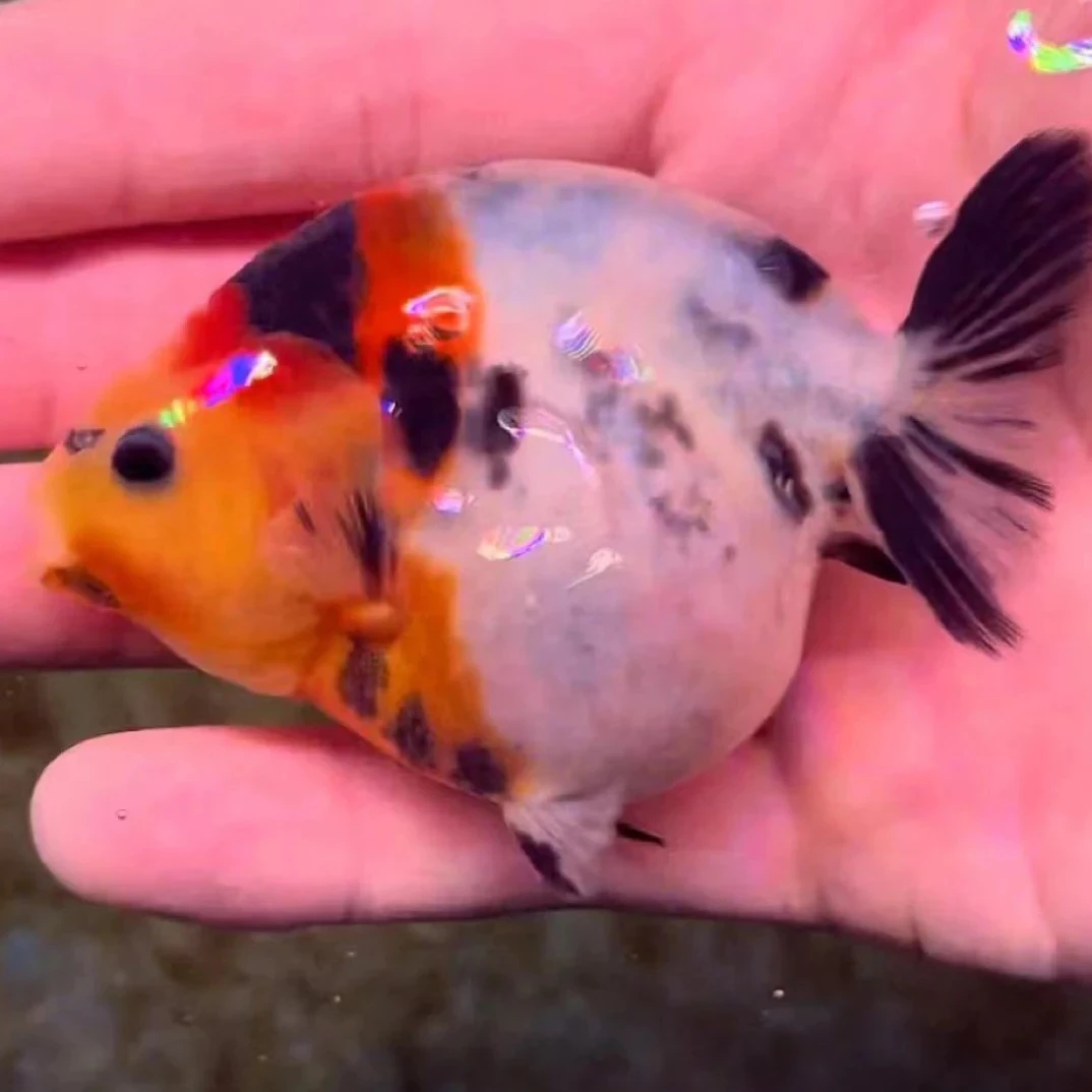 红牛兰寿泰狮活体观赏鱼水族鱼(一物一拍，乱拍发到付)