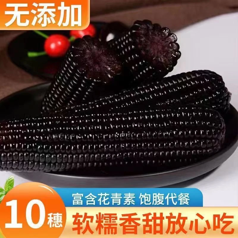 东北精选蓝莓香糯】黑糯玉米260-300g/棒10棒 6斤以上（试吃两支）