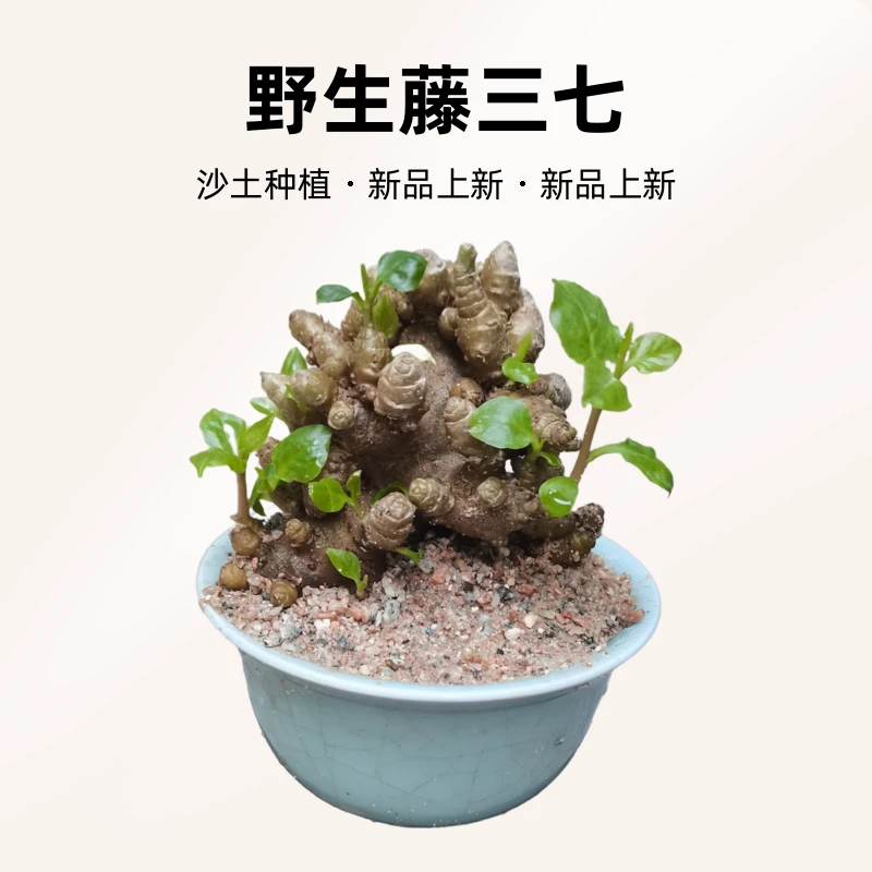 野生藤三七爬藤绿植盆栽好养 沙土种植（一物一拍）