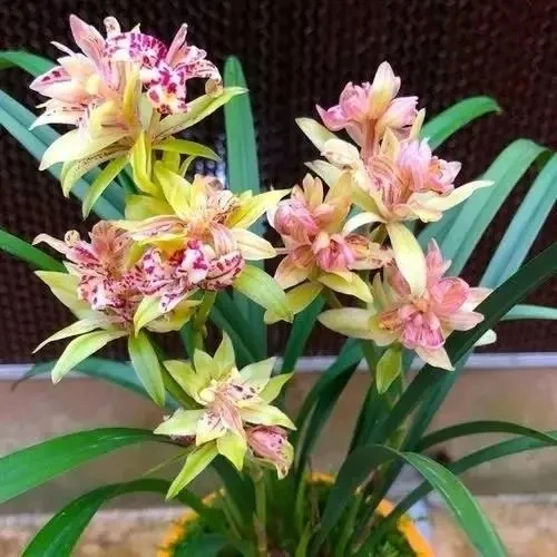 富山奇蝶 三大奇花之首 浓香建兰好养兰花品种7-12月花期