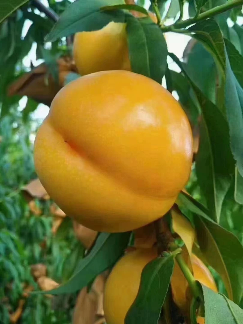 【现摘现发】平谷大桃--澳油【外省市】