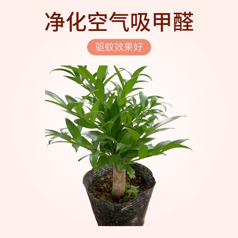 盆景竹柏老桩兴旺竹长寿竹老桩矮桩驱蚊竹净化空气(一物一拍)