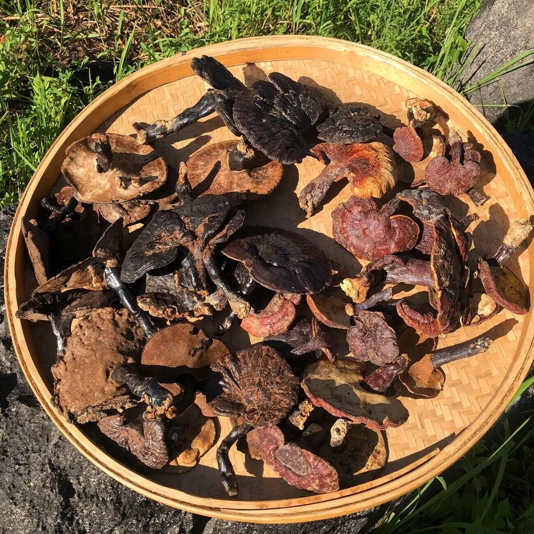 广东连南瑶山野生灵芝250g送礼