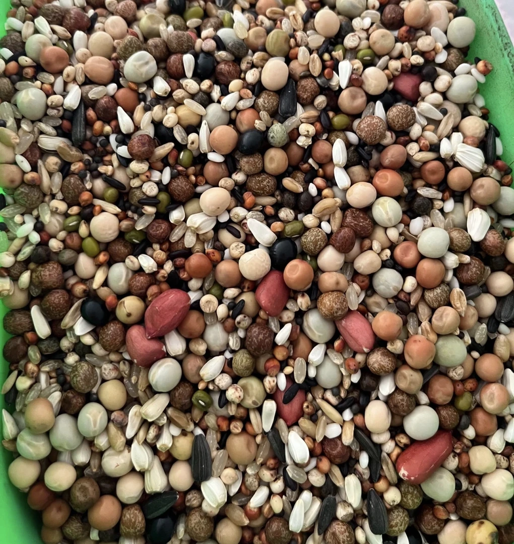 翔天幼鸽特级鸽粮鸽子粮幼鸽粮