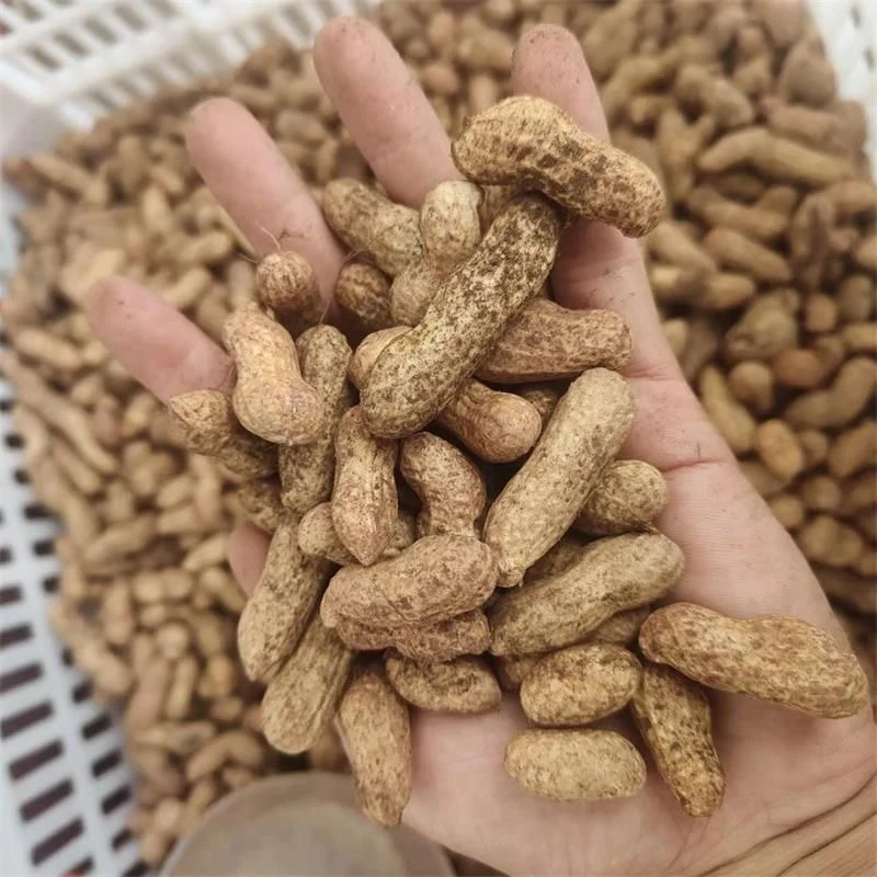 四川天府花生新鲜现挖湿花生泥花生粉皮花生