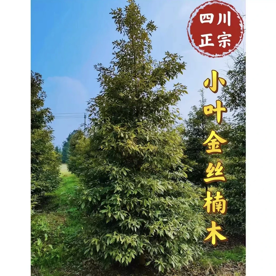 正宗名贵金丝楠木树苗黄花梨沉香小叶紫檀别墅庭院绿植四季常青