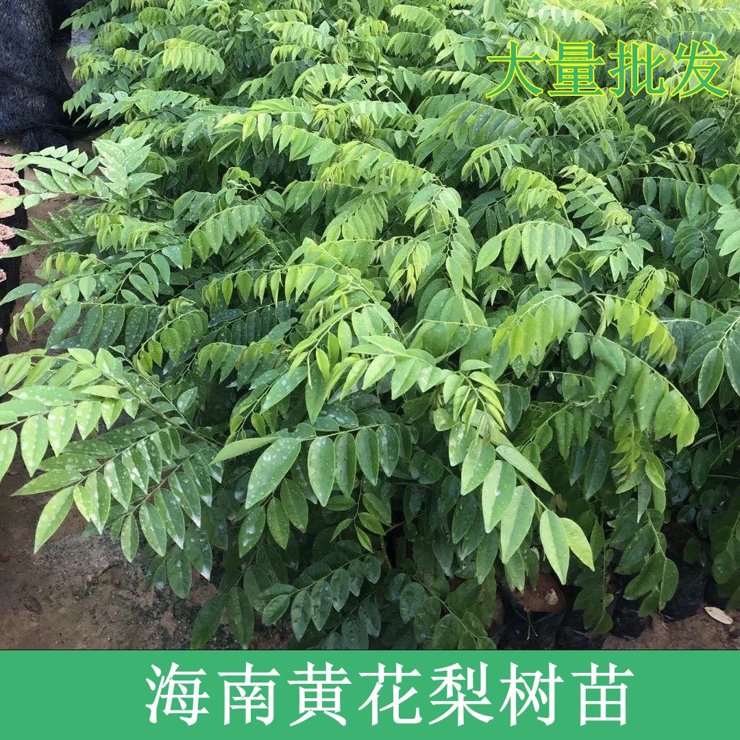 正宗名贵海南下单黄花梨树苗地栽盆栽庭院绿植四季常青售后无忧