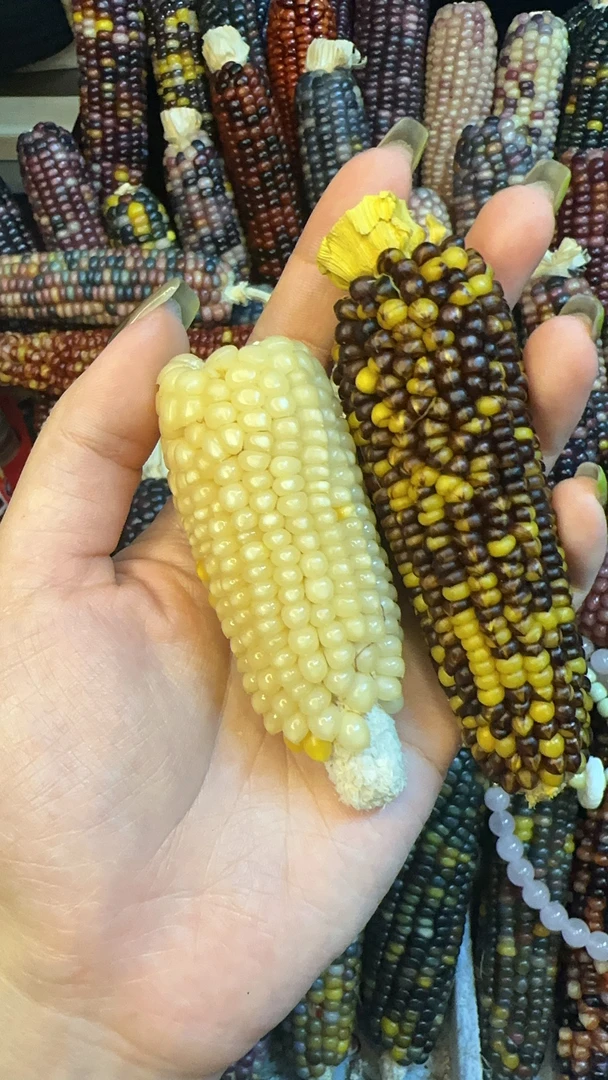 天然小玉米 直播间一物一拍 手工定制