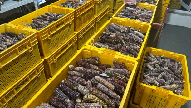 文玩玉米小墩子 补运费