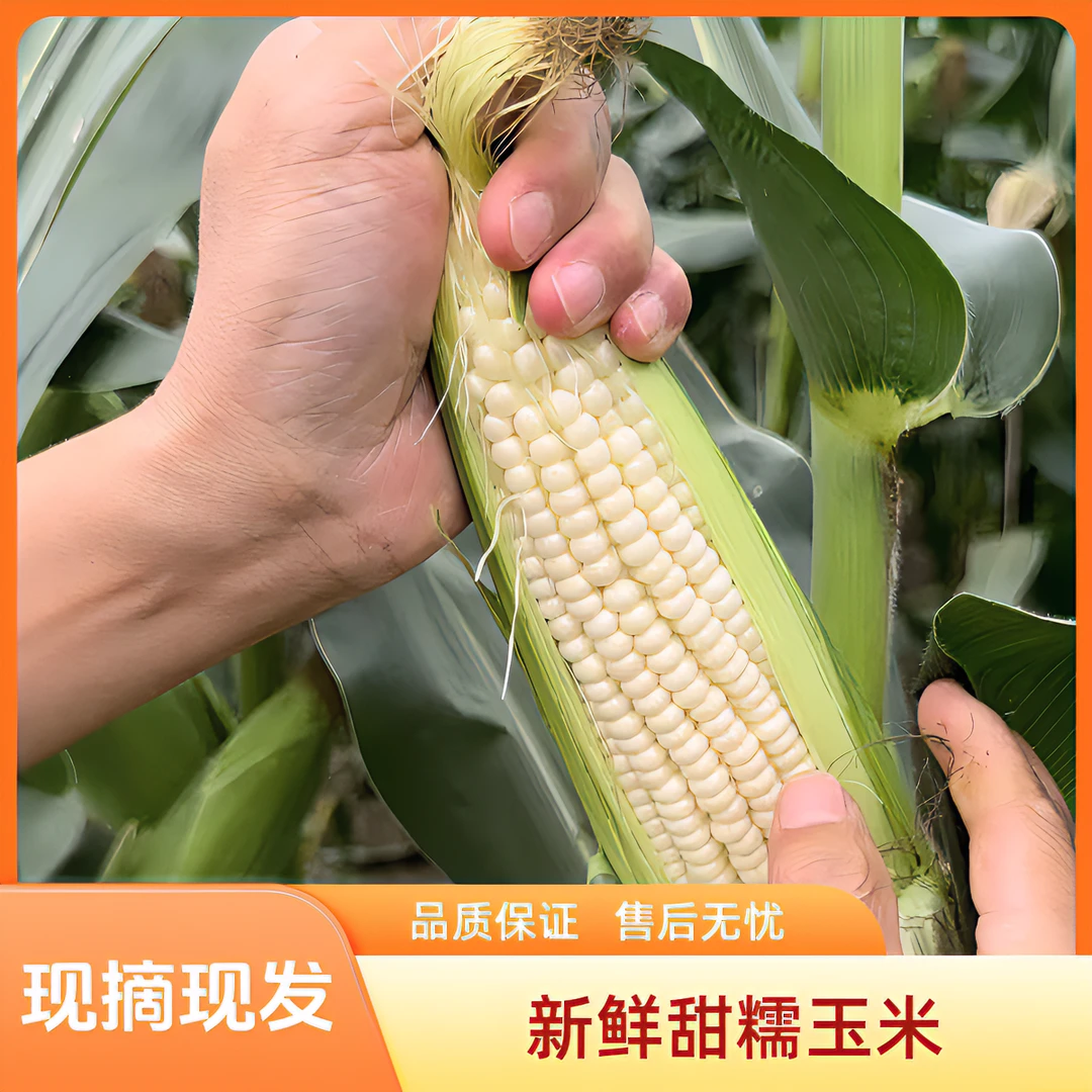 农家现摘新鲜白糯老玉米香甜软糯露天种植带壳发货