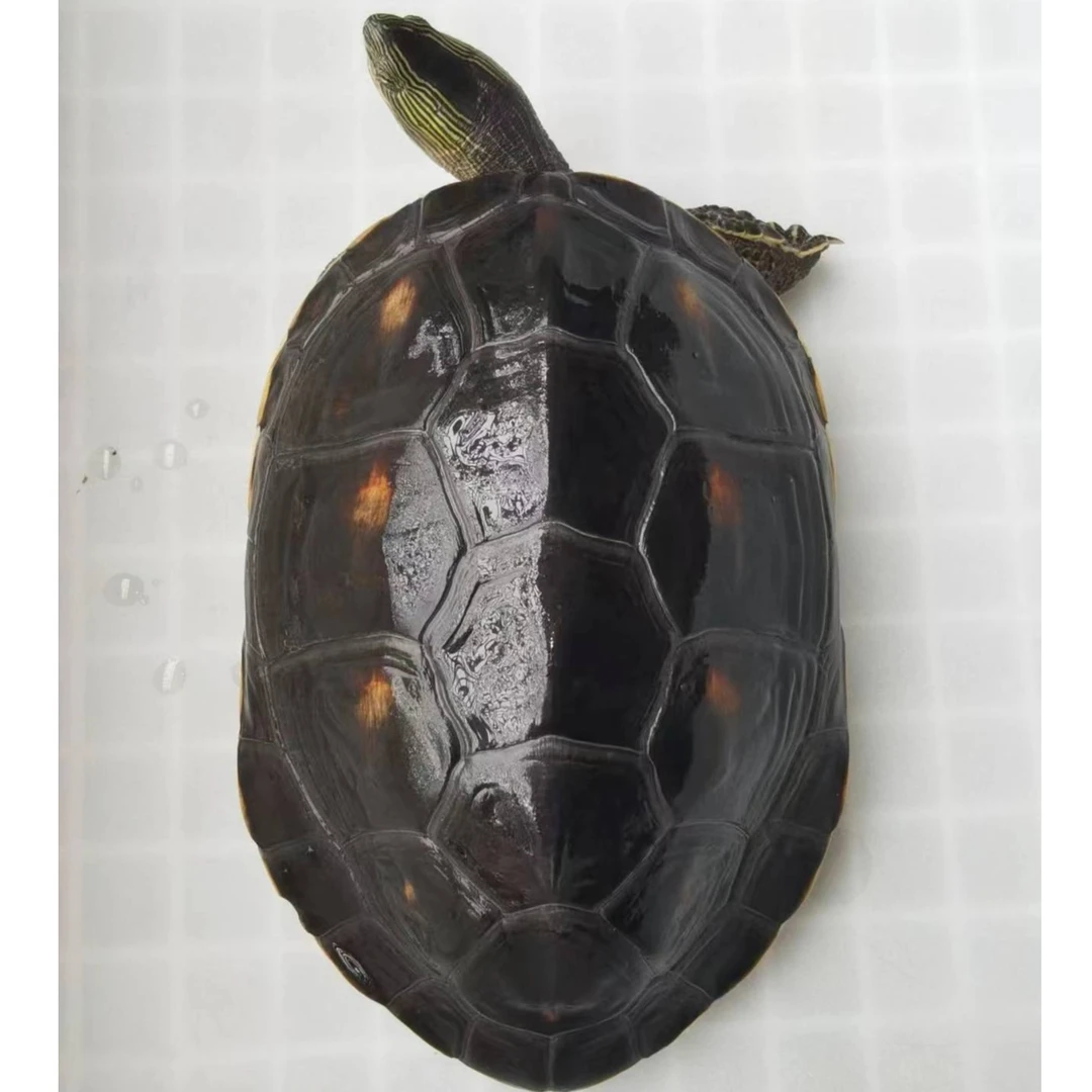 大乌龟食用珍珠草龟活体中华花龟陆地外塘养殖宠物龟活物深水龟