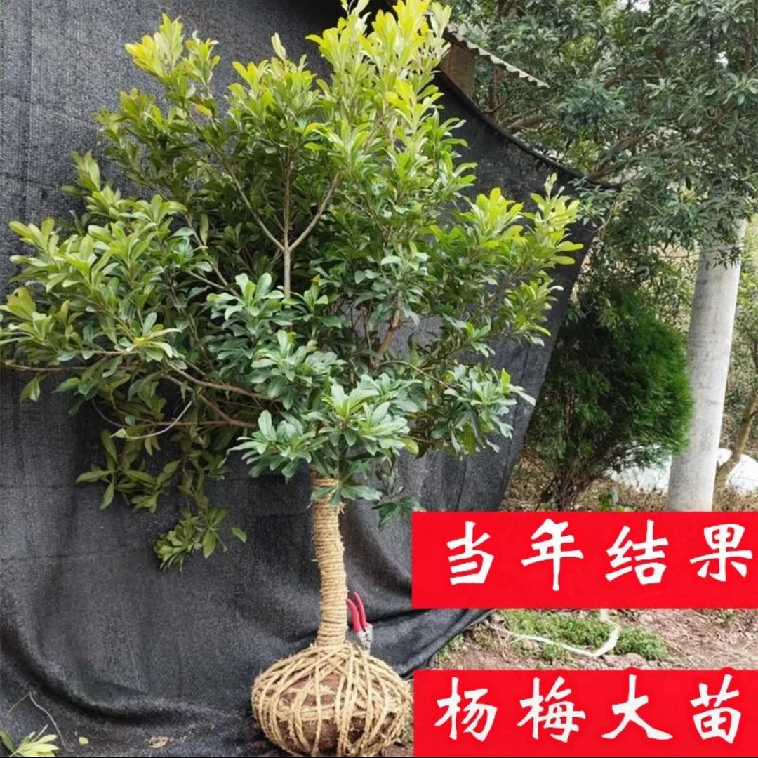 杨梅树苗正宗东魁黑炭果树热带种植常绿果树带土球南北方都可种植