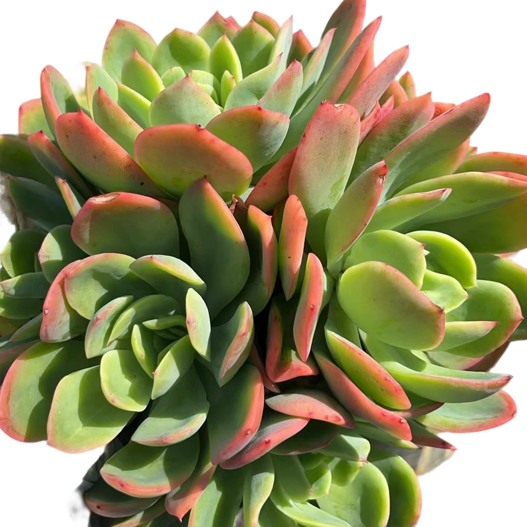 精品多肉绮罗仙子