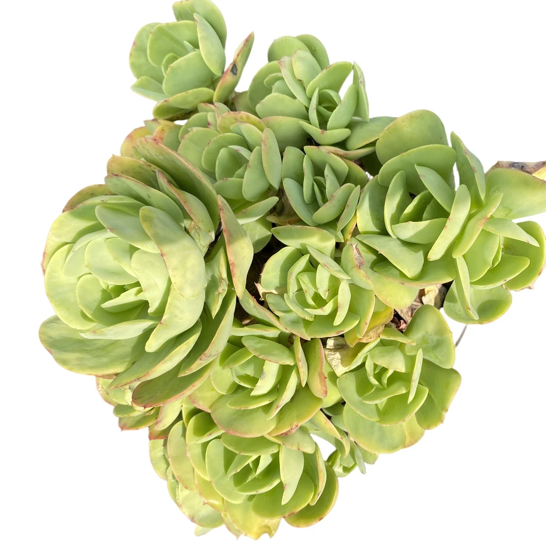 精品老桩  鸡蛋大碧桃