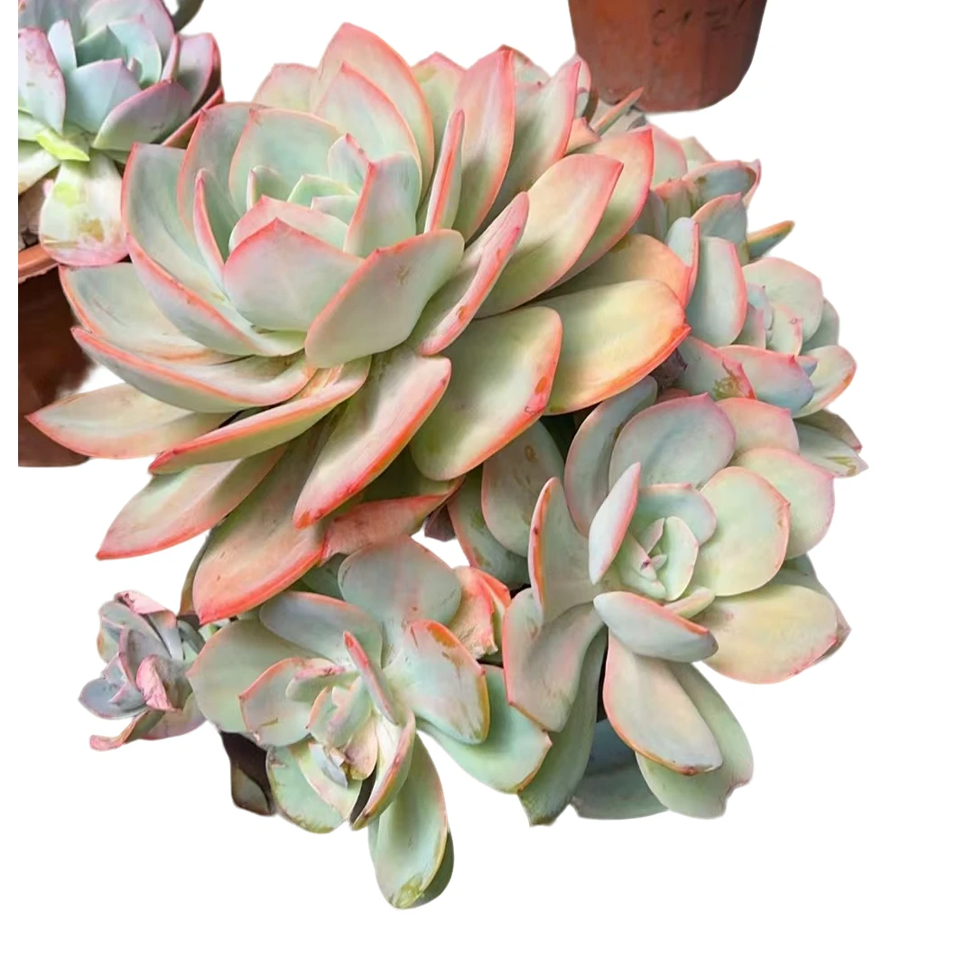 精品多肉   手捧血凤