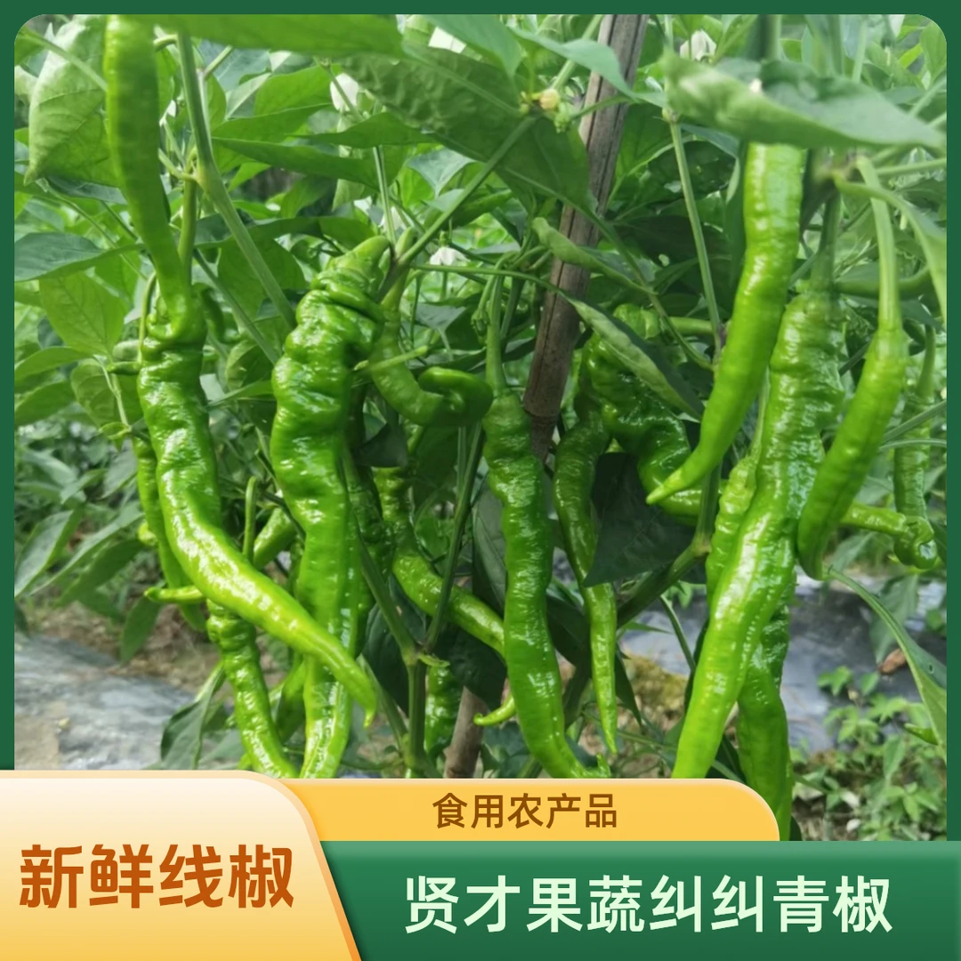 2025秋季新鲜辣椒，究究青辣椒新鲜上市