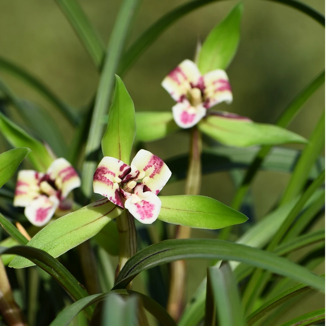 【高端铭品】1990 大元宝 老种 室内浓香 基地直发 绿植花卉盆栽