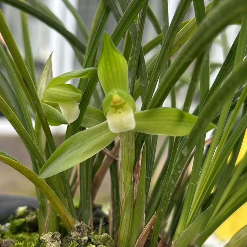 【高端铭品】正品灵巧素 新老品种 室内浓香 基地直发 绿植花卉盆栽